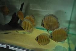 discus4.jpg