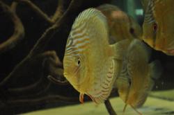 discus6.jpg