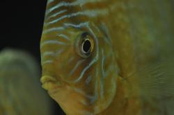 discus8.jpg
