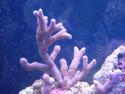 montipora_a.jpg