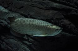 Arowana Australiana(Scleropages Jardinii_l.jpg