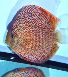 discus_leopard_016.jpg