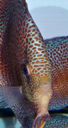 discus_leopard_01.jpg