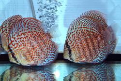 discus_leopard_52.jpg