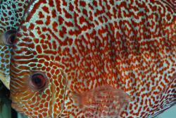 discus_leopard_38.jpg