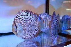 discus_mark_tan_10.jpg