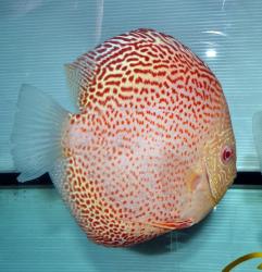 discus_leopard_35.jpg