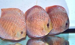 discus_leopard_010.jpg