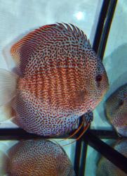 discus_leopard_017.jpg