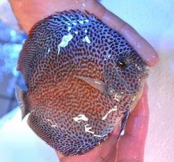 discus_mark_tan_08.jpg