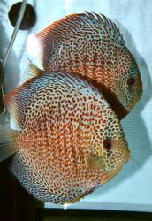 discus_leopard_15.jpg