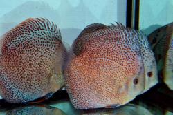 discus_leopard_31.jpg