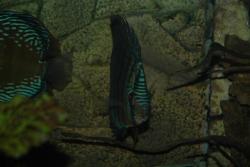 post-1274-0-72616400-1332277961_thumb.jpg