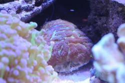brain coral.jpg