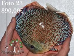 discus_23.jpg