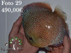 discus_29.jpg