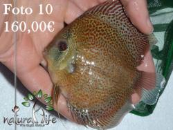 discus_10.jpg