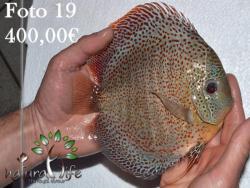 discus_19.jpg