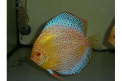 Golden Gepunktete Female.jpg