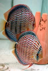 alex-piwowarski-red-turquoise-discus-breeder-pair.jpeg