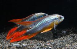 Apistogramma_agassizi_red.jpg