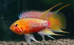 Apistogramma_hongsloi_II.jpg