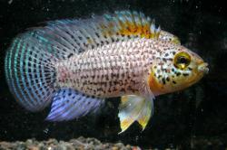 Apistogramma_sp._amapa_guttata_Xingu.jpg