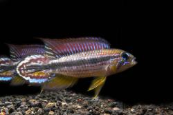 Apistogramma_agassizi_Tefe.jpg