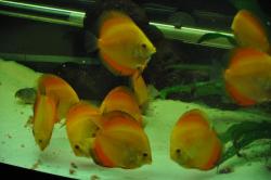 DSC_0164.jpg