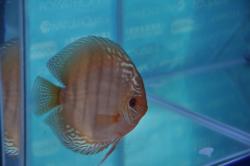 discus3.jpg