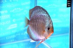 discus6.jpg