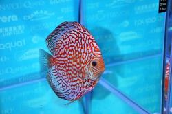 discus17.jpg