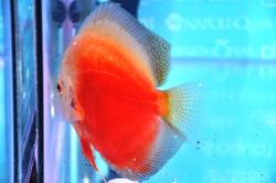 discus7.jpg