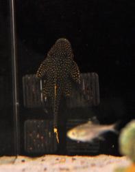 DSC_0070_l.jpg