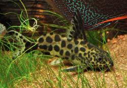 Synodontis_l.jpg