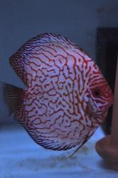 DSC_0113_l.jpg