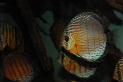 DSC_5774.jpg
