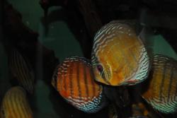 DSC_5777.jpg