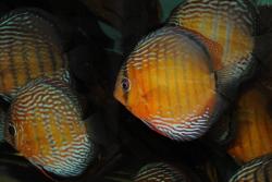 DSC_5743.jpg