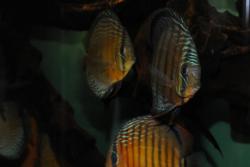 DSC_5785.jpg