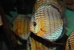 DSC_5775.jpg