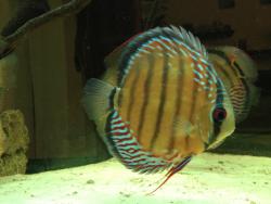 IMG_1104_l.jpg