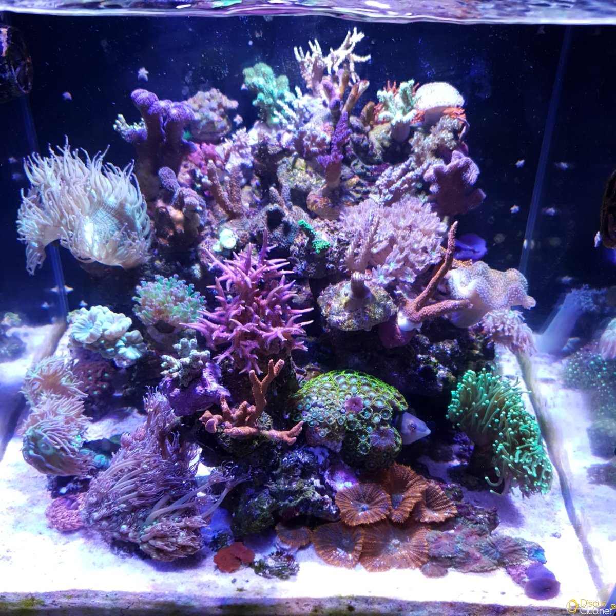 reef