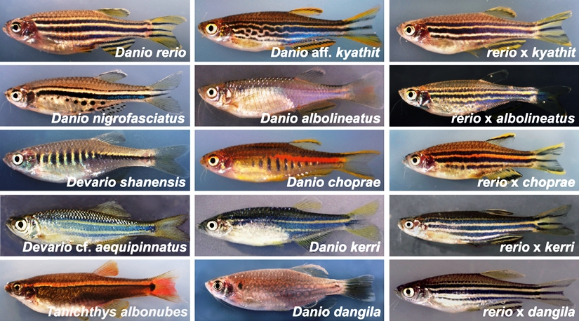 Danio_rerio.jpg