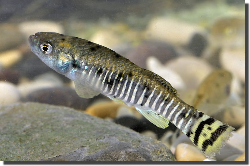 Alla ricerca della Iranocichla endemica meraviglia iraniana