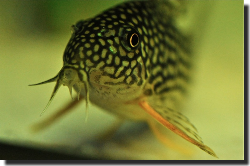 [Scheda] Corydoras sterbai