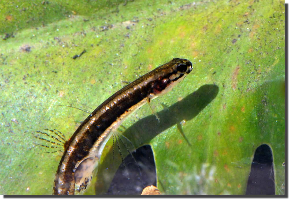 Lepidogalaxias salamandroides: l’unico pesce che torce il collo!
