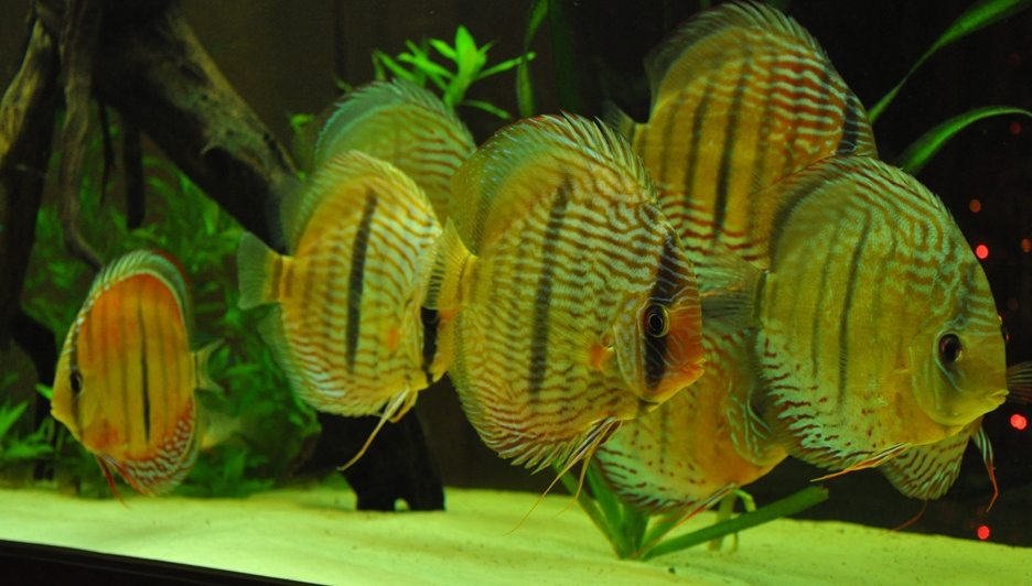 [Symphysodon discus] L’Heckel Discus