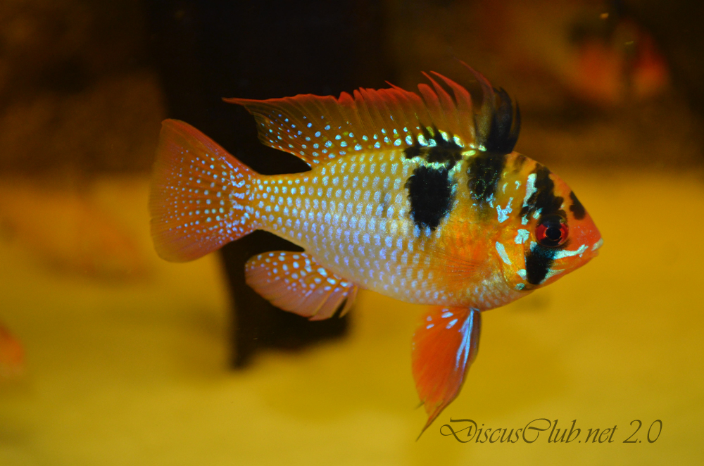 [Scheda] Mikrogeophagus ramirezi