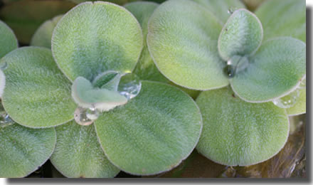 [Scheda Verde] Pistia stratiotes